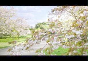 春暖花开最新爆料视频,揭秘幕后精彩瞬间